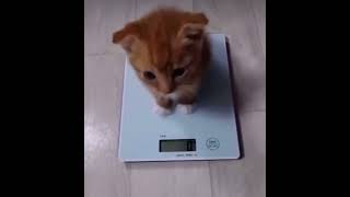 My cat weighs zero pounds lol