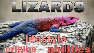 Geckos🦎Lizards vision power of land