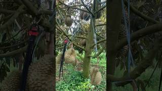 Cây 3 năm mà quá trời trái bự 😱 #durian #saurieng #fruit #durianlover #farming #monthong #relaxing