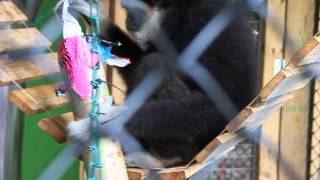 Enrichment for Mattie and Bubbles at North Georgia zoo