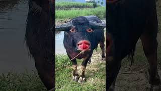 Buffalo must funny video#ytviral #funnybuffalo #comedy #buffalos #funny #ytshorts #pets #yt #animals