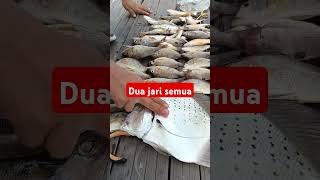 dua jari semua #shortvideo #shorts #fypmancing #mancingdibagan