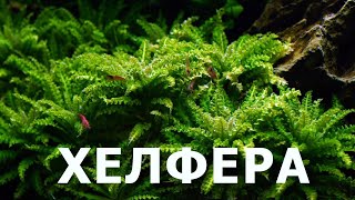 Аквариумная звездочка – Хелфера Погостемоновна