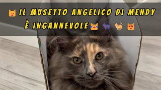 😺Il musetto angelico di Mendy è ingannevole😹#🐈‍⬛🐈😻