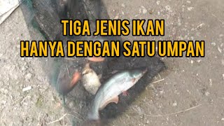 Mancing di empang harian ikan campur campur