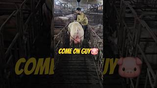 Pig Farm 🐷 (if you don't like,you can scroll to other channel) #pigging #subscribe #shorts #short