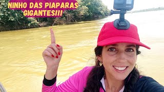 NINHO DAS PIAPARAS GIGANTES!!! Pescaria Rio São Francisco