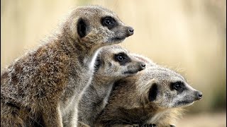 The Beauty of Nature - Meerkats