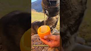 Orange tea #nature #orange #tea #cooking #dog #camp