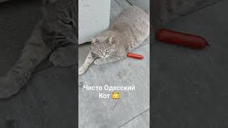 Кот Одессит  #толстыйкот