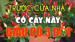 #2 Trồng Cây Này Trước Nhà, Chẳng Mấy Chốc Mà Đổi Đời Giàu Sang Phú Quý