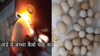 अंडे में बच्चा कैसे चेक करें