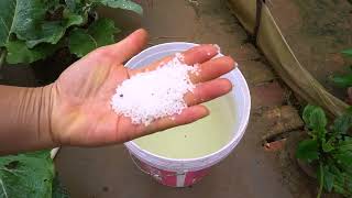 Growing Celery from Stalk in Styrofoam, Best Way and High Yield