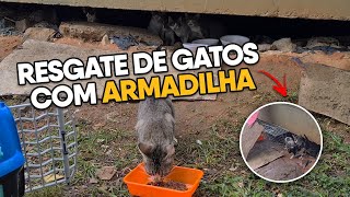 COMO RESGATAR um GATO ARISCO/ASSUSTADO