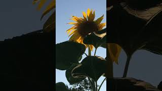 Sunflower Splendor 🌻🌞 #gardeninghomesteadingskills #gardening #flowers