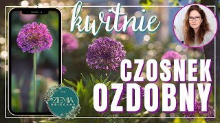 CZOSNKI OZDOBNE już kwitną!