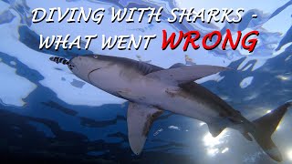 Diving with sharks - What went wrong? Well, many things...