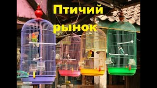 Птичий рынок. Птицы.