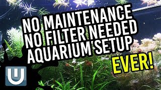 (April Fools) No Filter or Maintenance Needed Aquaruim Setup! EVER!