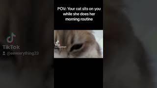 Kitten morning routine