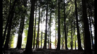 The Light Through the Trees (part 2) - ambient guitar looping in the woods with SH101, MC101 + RC500