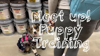 Meet up, training with a puppy!