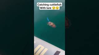 How to catch cuttlefish??#youtubeshorts