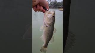 Fishing for LARGEMOUTH BASS in the rain with my ultra light!!! #shorts #fishing