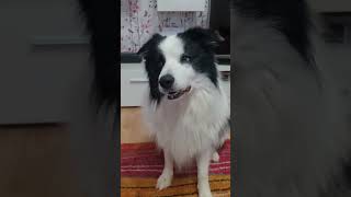 My Name is Border Collie