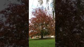 European Beech#shorts #tree