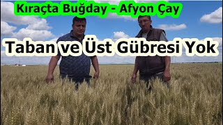 Taban Ve Üst Gübresi Atmadan Kıraçta Buğday Ekimi - Buğdayda Yaprak Gübresi - Afyon Çay