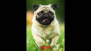 pug dog 🐶 #pug