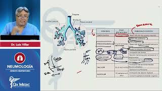 PI24   CIENCIAS BÁSICAS   Respiratorio  Embriología