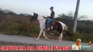 SAPUCAIA DA CIBELE FRAGA VENDIDA#mangalargamachador/#mangalargadobrasil/#mangalargadeelite/#viral