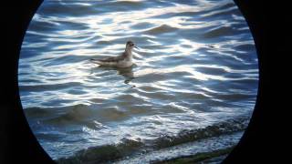 Grey Phalarope, Grafham Water, Cambs