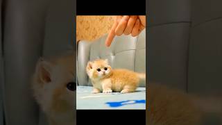 Cat so cute #cat #catvideos #catlover #cats