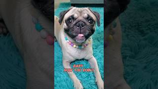 How you doin? 😀💜 #dog #pug #funny #cute #fyp #shorts