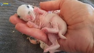 Cute Baby bunny Videos - Rabbit baby