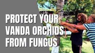 Saving Mar's Orchids From Fungal  Infection | Treating and Relocating Mar's Vandas