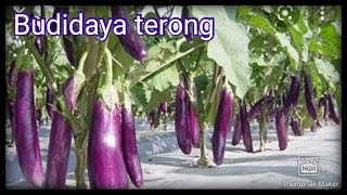 budidaya terong ungu