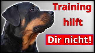 Warum Dir ganz normales Hundetraining nichts bringt!