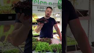 Свекла Олимпия - Микрозелень #микрозелень  #зелень #microgreens #минифермер #семена