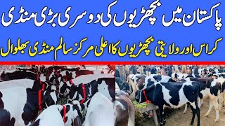 Salam Bhalwal Sargodha | Frisian Cross & Sahiwal Jersey Heifers | Cow Mandi 2024 | Mandi Updater