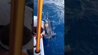 When the Marlin try’s to show “you not like us” #risingsons #fishing #bluemarlin #anywherealoha