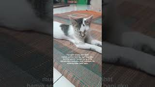 bagiku bukan hanya seekor kucing #shorts #kucing #cat #videokucingterlucu #tomotim #kitten