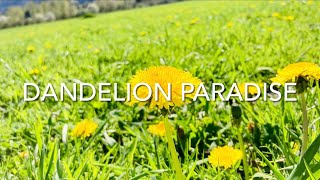 Dandelion Paradise / Одуванчиковый Рай