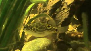 Leopard pufferfish