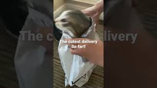 The cutest delivery in the world