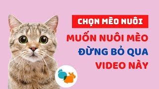 Cách chọn mèo nuôi | Muốn nuôi mèo thì đừng bỏ qua video này | Cách nuôi mèo - Tiki Pet Store