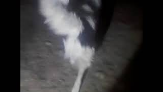 شکار زنده خرگوش توسط سگ گله ( Live Rabbit Hunt )